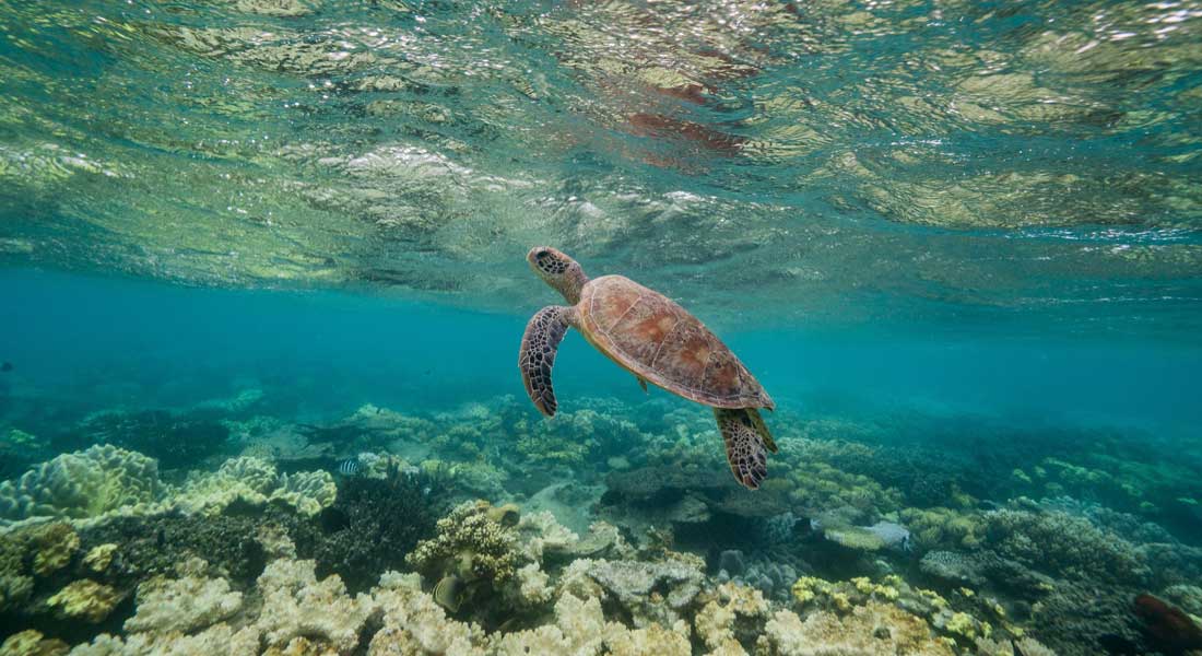 the international seakeepers society is creating ocean conservation events around the world, supported by megayacht owners