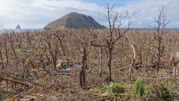 Vanuatu trees stripped bare
