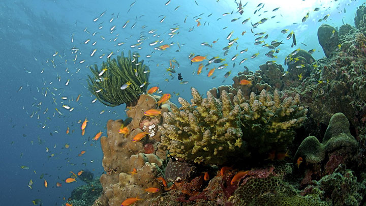 Sail the Andamans Yacht Carnival & Rally for superyachts