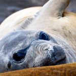 the Vripack megayacht Gayle Force encountered seals in Antarctica