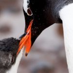 the Vripack megayacht Gayle Force encountered penguins by the thousands in Antarctica