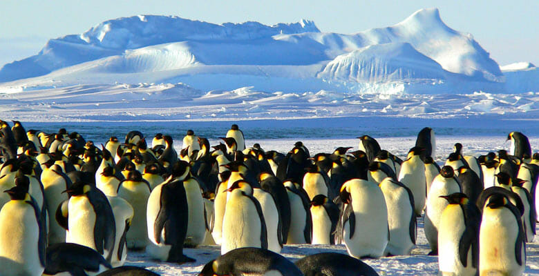 charter Tranquility in Antarctica for a superyacht adventure