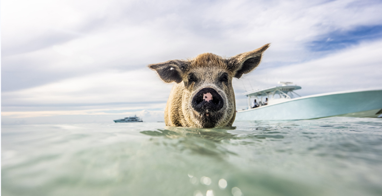 swimming pigs during family-friendly Bahamas yacht charter experiences