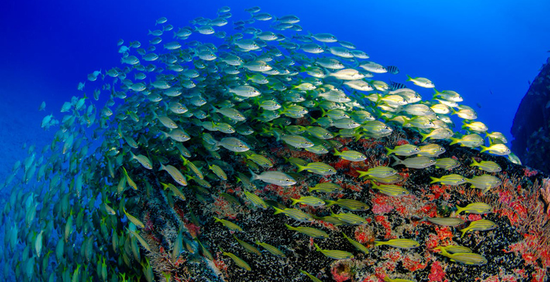sustainable yachting ocean conservation
